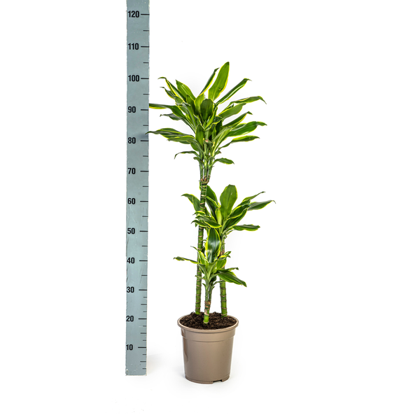 Dracaena Fragrans Golden Coast Ø21cm - ↕100cm