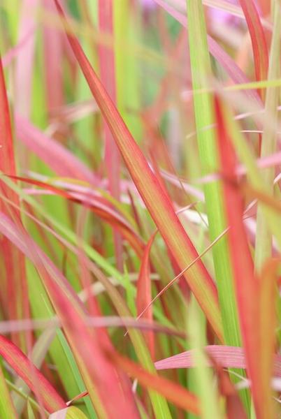 Imperata cylindrica 'Red Baron' - ↕10-25cm - Ø9cm - 40x