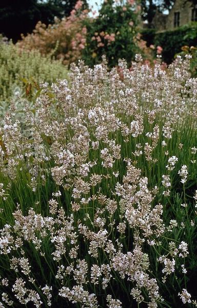 Lavandula int. 'Edelweiss' - ↕10-25cm - Ø9cm - 40x