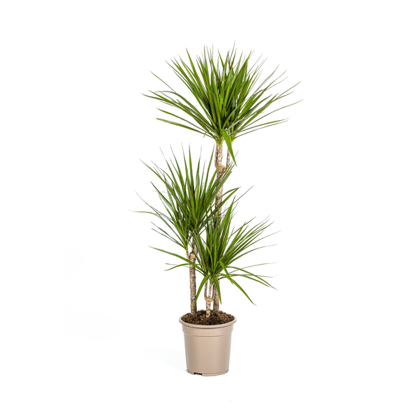 Dracaena Marginata Green Ø21cm - ↕120cm