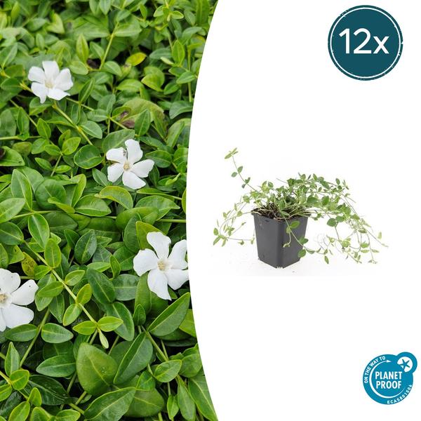 Vinca minor 'Gertrude Jekyll' - ↕10-25cm - Ø9cm - 12x