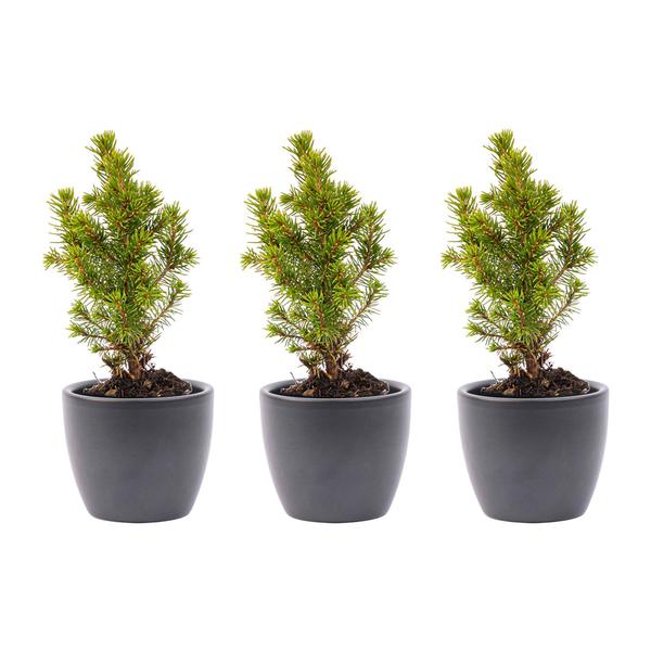 Mini-kerstboom set 6 - inclusief Boule Antraciet pot