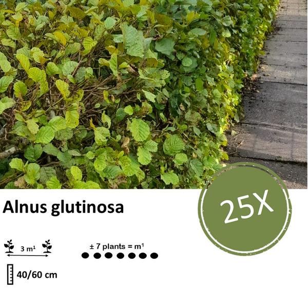 Alnus glutinosa - Blote wortel - 40/60 - 25x