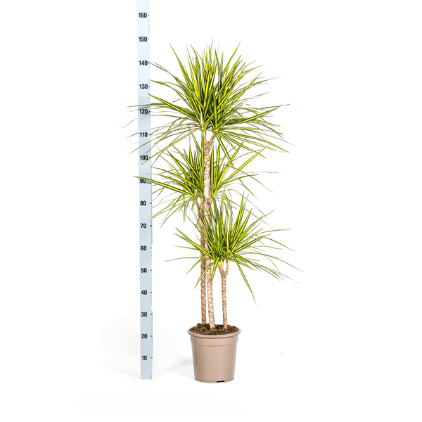 Dracaena Marginata Sunray Ø24cm - ↕140cm