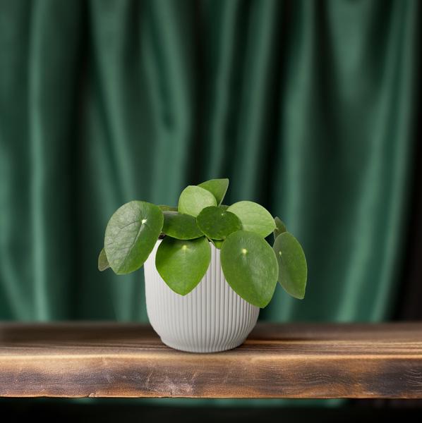 Pilea Peperomiodes - Pannekoekplant - Ø15cm - ↕25cm - Ø12 - 20cm