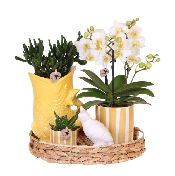 Kolibri Company | Gift set Mediterranean Sunset | Plantenset met witte Phalaenopsis Orchidee Lausanne en Succulenten incl. keramieken sierpotten