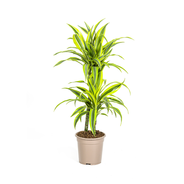 Dracaena Deremensis Lemon Lime Ø19cm - ↕80cm