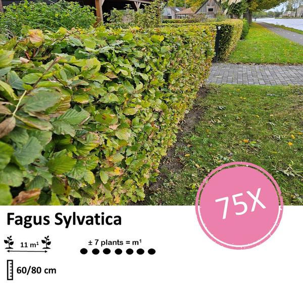 Fagus sylvatica  - Blote wortel - 60/80 - 75x