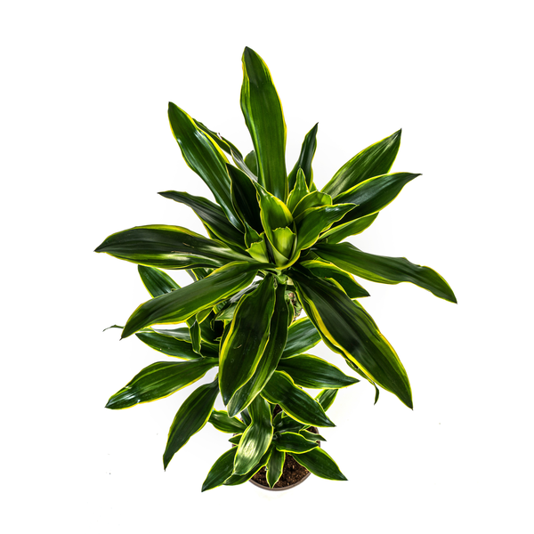 Dracaena Fragrans Golden Coast Ø24cm - ↕140cm