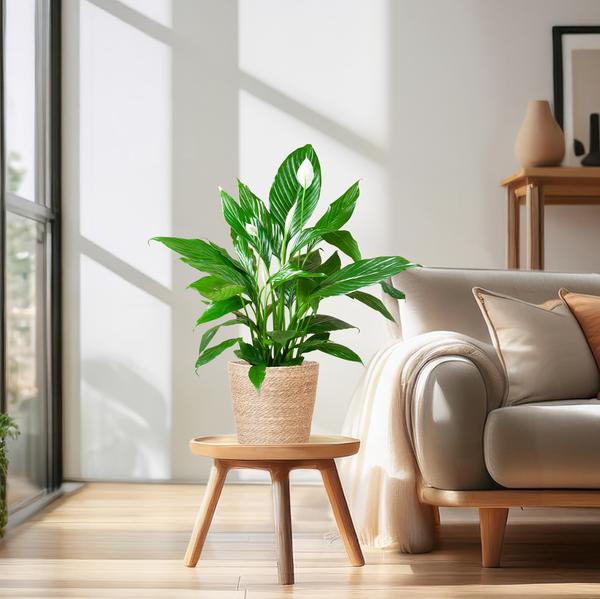 Spathiphyllum met Mand Sofia naturel - ↕80cm - Ø21cm