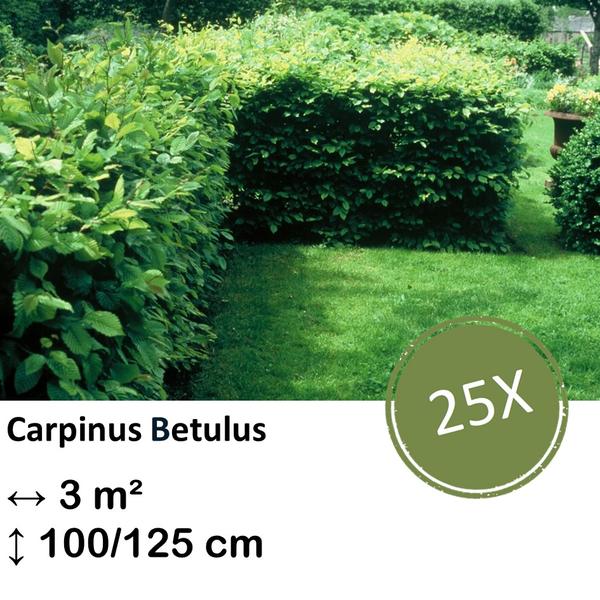 Carpinus Betulus - blote wortel - 100/125 - 25x