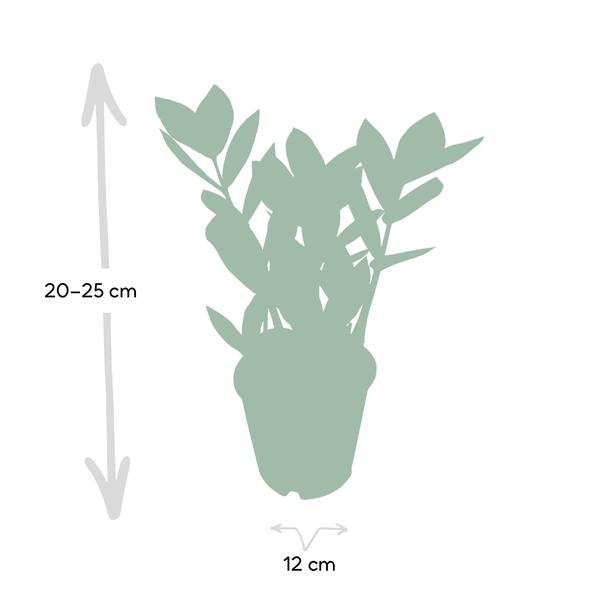 Zamioculas - ↕35cm - Ø12cm