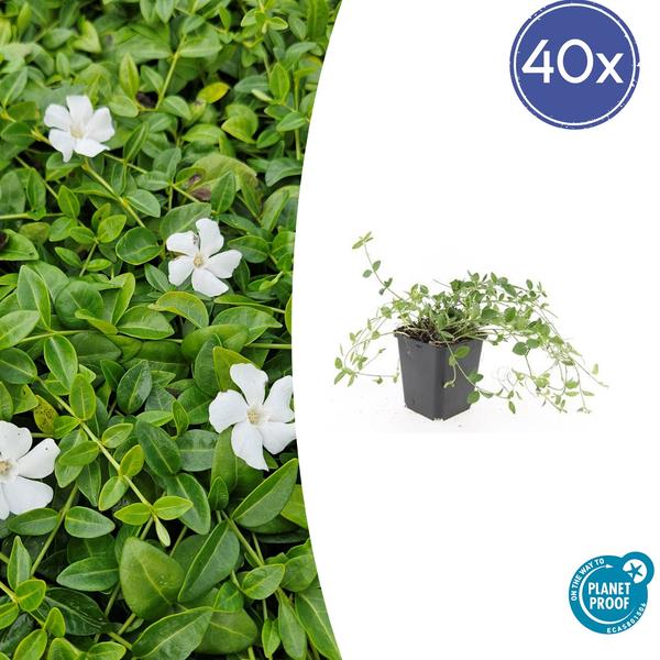 Vinca minor 'Gertrude Jekyll' - ↕10-25cm - Ø9cm - 40x