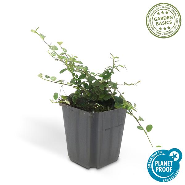 Cotoneaster pr. 'Streib's Findling' - ↕25cm - Ø9cm  - 6x