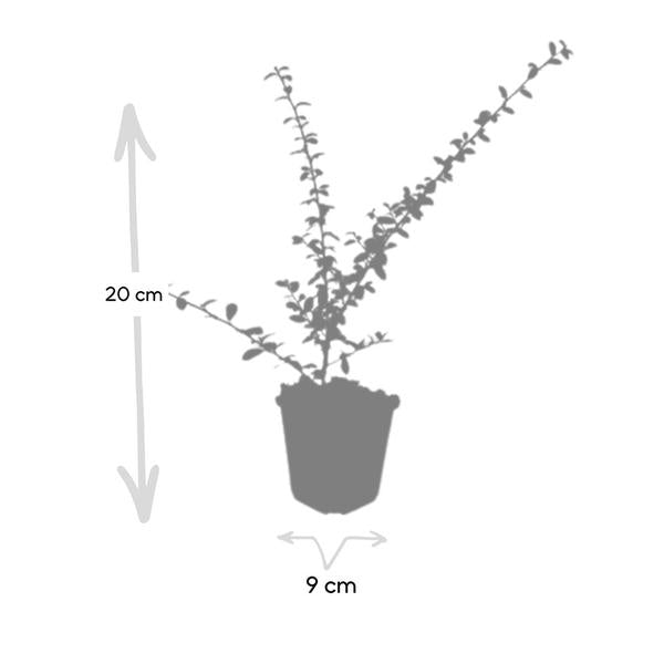 Cotoneaster suec. 'Coral Beauty' - ↕10-25cm - Ø9cm - 40x