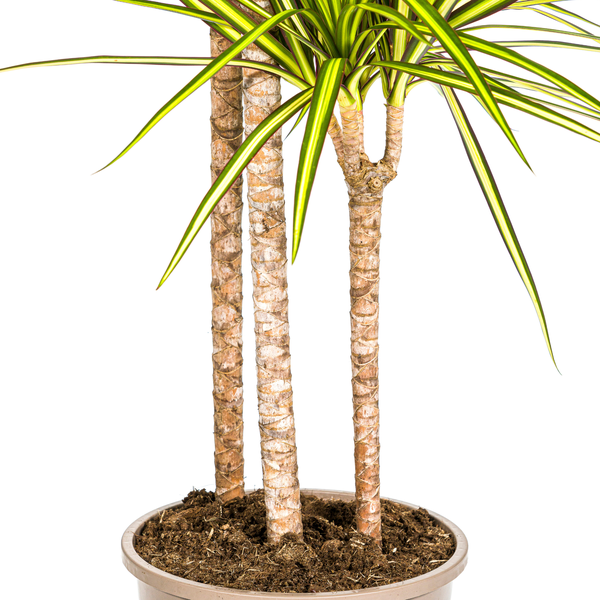 Dracaena Marginata Sunray Ø24cm - ↕140cm