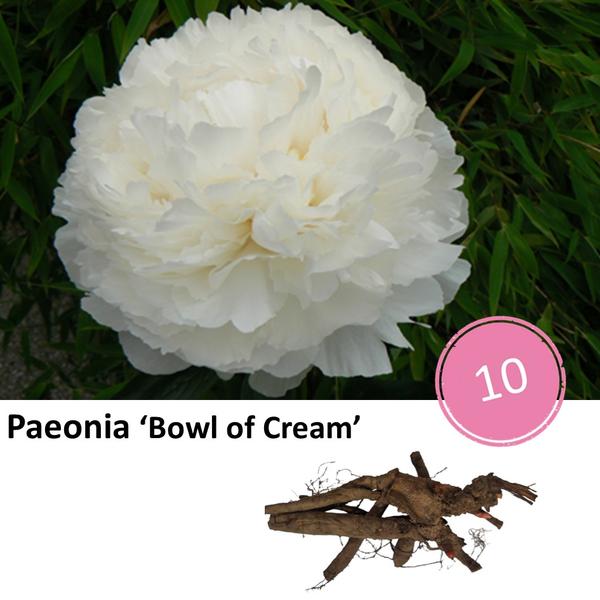 Pioenrozen - Paeonia 'Bowl of Cream' - 10x