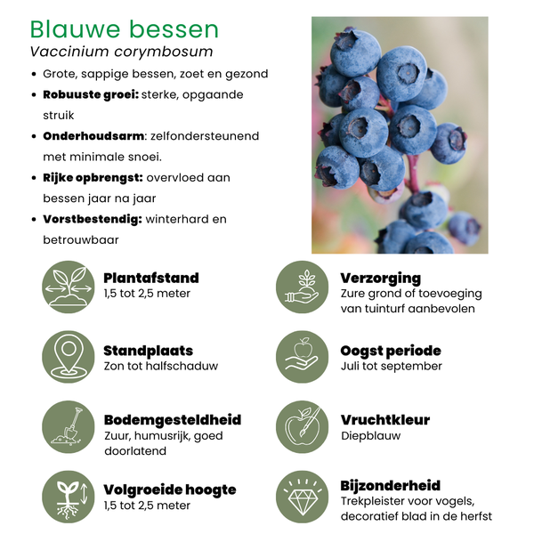 "Zomervruchten" BIO Fruitplanten mix set van 4 verschillende soorten