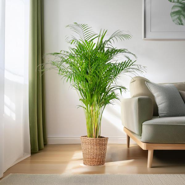 Areca Palm (dypsis) XL met mand Torun - ↕120cm - Ø24cm