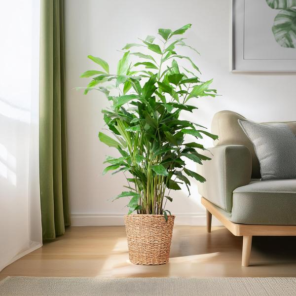 Caryota Mitis XL met mand Torun - ↕130cm - Ø24cm