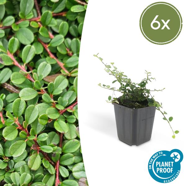 Cotoneaster pr. 'Streib's Findling' - ↕25cm - Ø9cm  - 6x