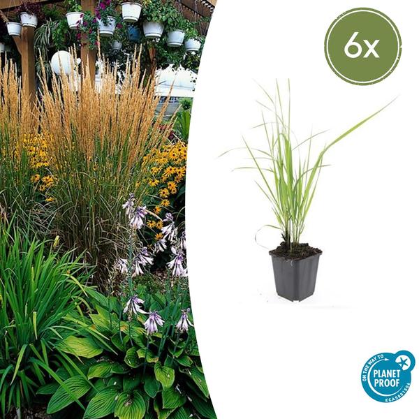 Calamagrostis acut. 'Karl Foerster'  - ↕10-25cm - Ø9cm - 6x