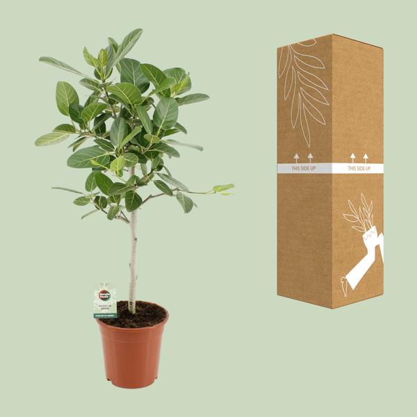 Ficus Benghalensis Petite Audrey - Ø21cm - ↕75cm