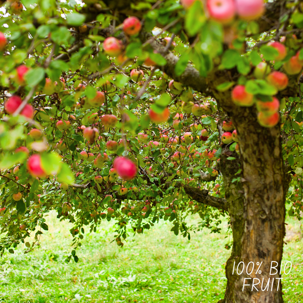 Biologische Appelboom Malus - 1x - ↕60cm - Ø20cm