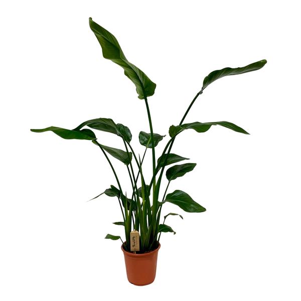 Strelitzia Nicolai - ↕120cm - Ø21cm