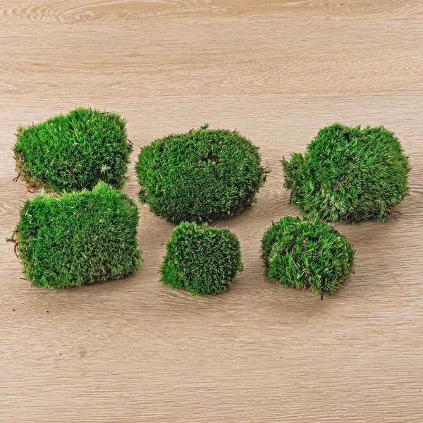 Mos Terrarium - Premium Fresh Moss - 6 pcs (2 bags)