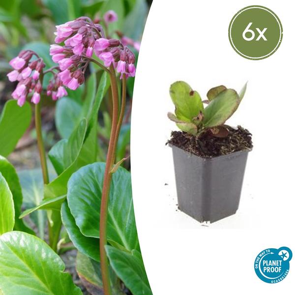 Bergenia cordifolia 'Herbstblüte'  - ↕10-25cm - Ø9cm - 6x