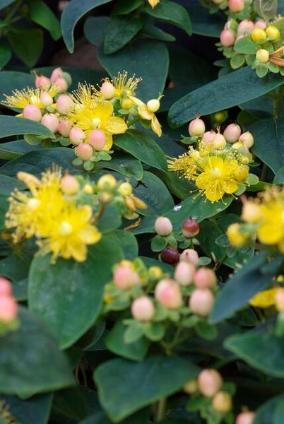 Hypericum inodorum 'Annebel' - ↕10-25cm - Ø9cm - 40x