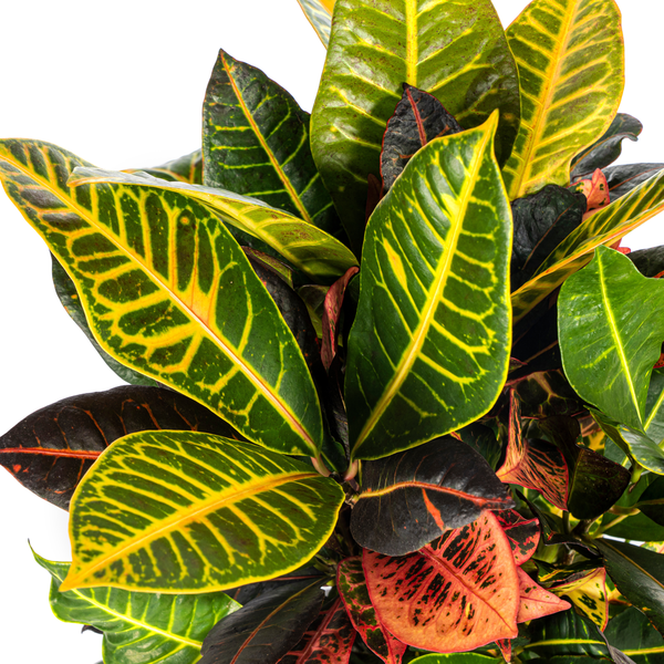 Codiaeum 'Croton' Petra Ø17cm - ↕50cm