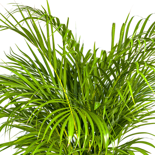 Dypsis Areca Lutescens Ø24cm - ↕140cm