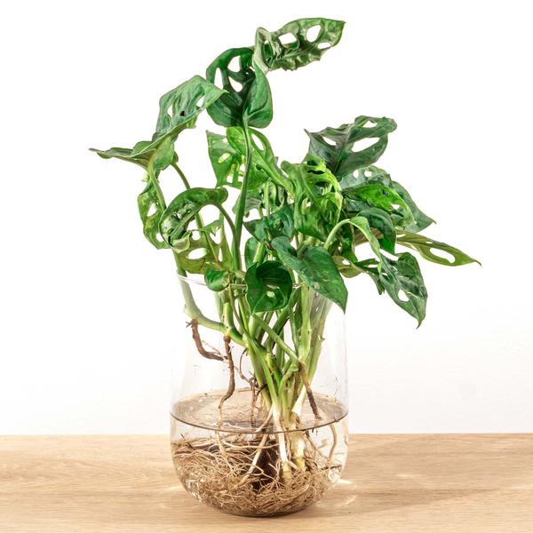 Monstera in vaas DIY-pakket - Hydroponie