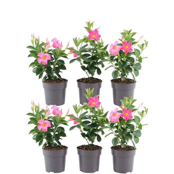 6 x Dipladenia Pink - Mandevilla Pink Ø12 cm - ↕25 cm