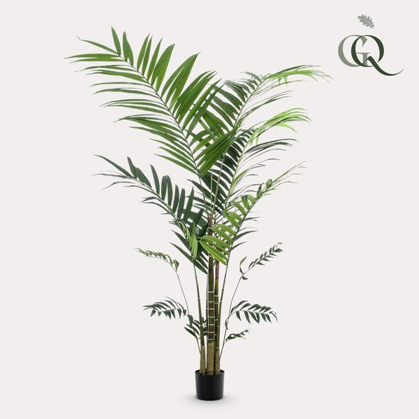 Kentia Palm (Howea)