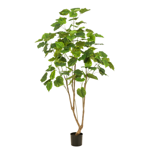 Kunstplant - Ficus umbellate - Afrikaanse vijg - ↕180cm - Ø17cm