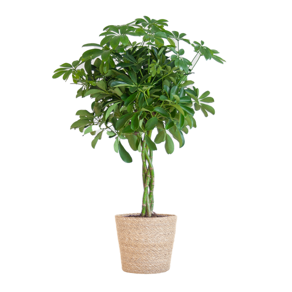 Schefflera Arab Nora met Mand Sofia naturel - ↕70cm - Ø21cm