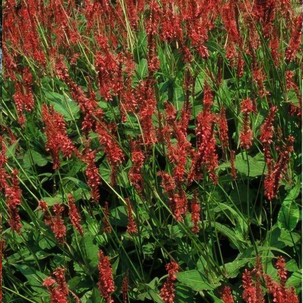 Persicaria amplexicaulis - ↕25cm - Ø9cm - 6x