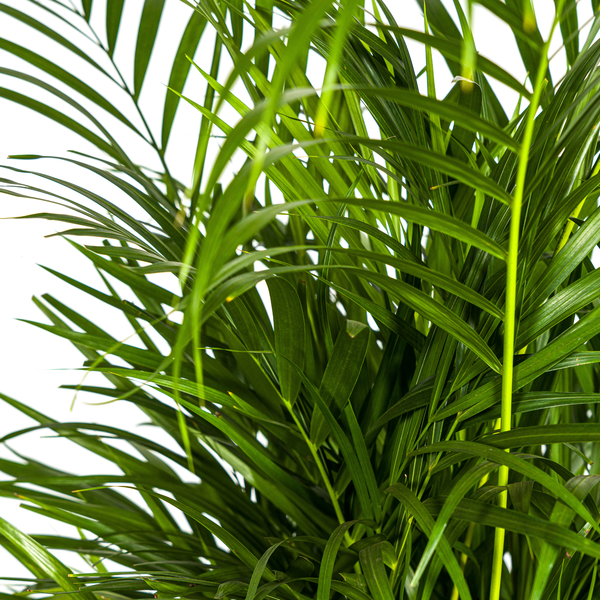 Dypsis Areca Lutescens Ø21cm - ↕110cm