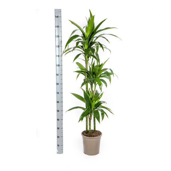 Dracaena Deremensis Lisa Ø24cm - ↕140cm