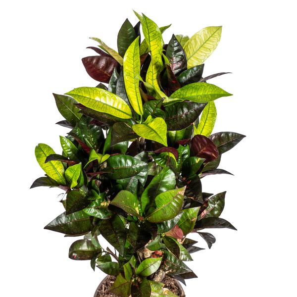 Codiaeum 'Croton' Iceton Ø21cm - ↕70-80cm