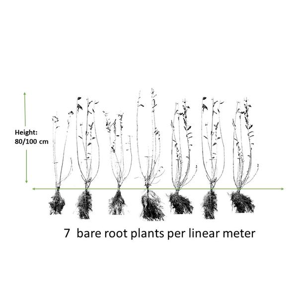 Ligustrum vulgare 'Atrovirens` - blote wortel - 80/100 - 25x