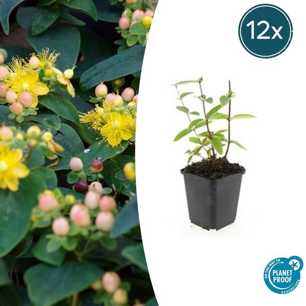 Hypericum inodorum 'Annebel' - ↕10-25cm - Ø9cm - 12x