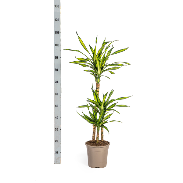 Dracaena Deremensis Rikki Ø21cm - ↕100cm