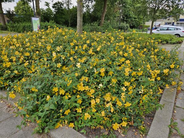 Hypericum 'Hidcote' - ↕10-25cm - Ø9cm - 40x