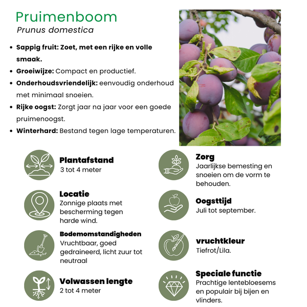 Biologische Pruimenboom Prunus Domestica - 1x - ↕60cm - Ø20cm