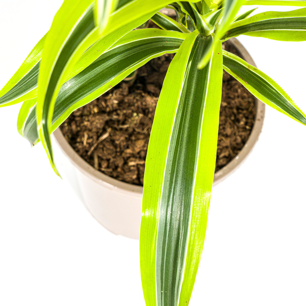 Dracaena Deremensis Lemon Lime Ø19cm - ↕80cm