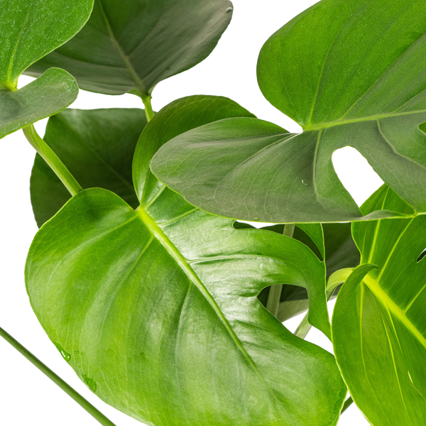 Monstera Deliciosa Tauerii Ø19cm - ↕80cm